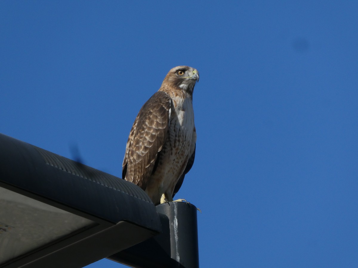 Red-tailed Hawk - ML646703180