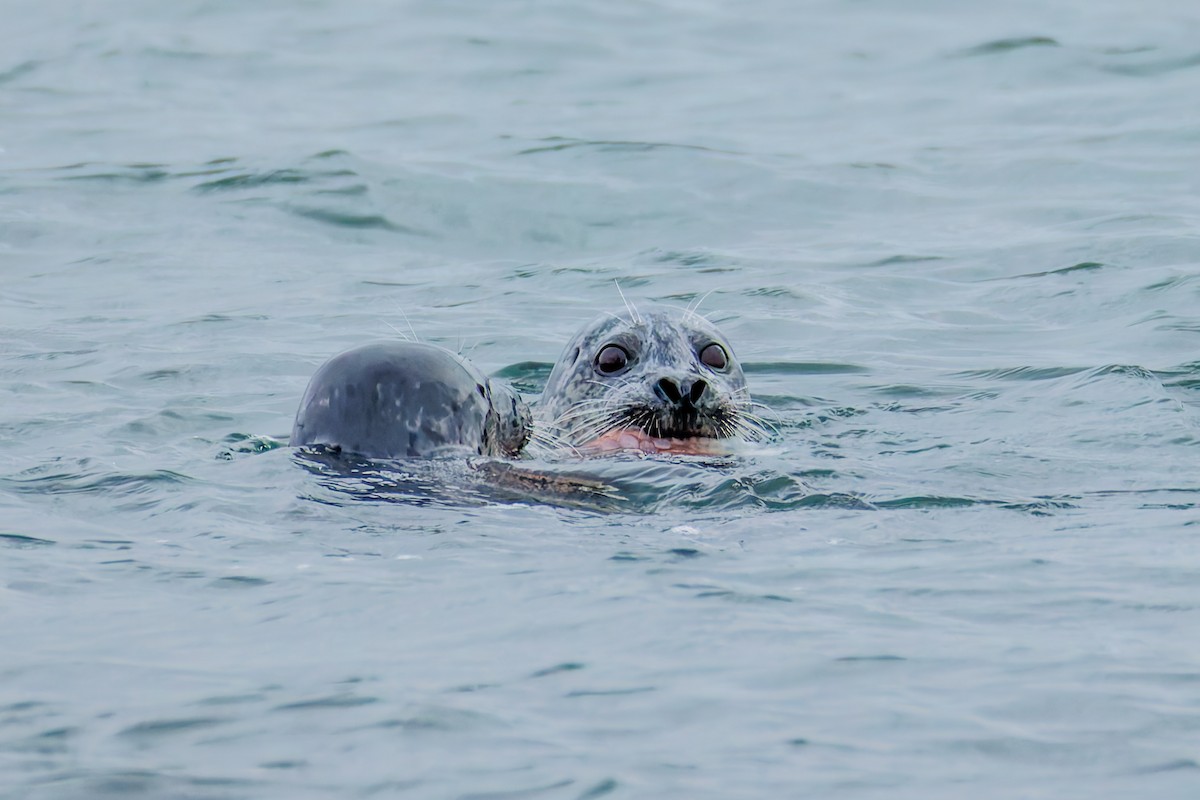 Pacific Harbor Seal - ML646703181