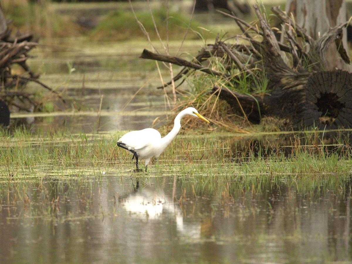 大白鷺 - ML646703185