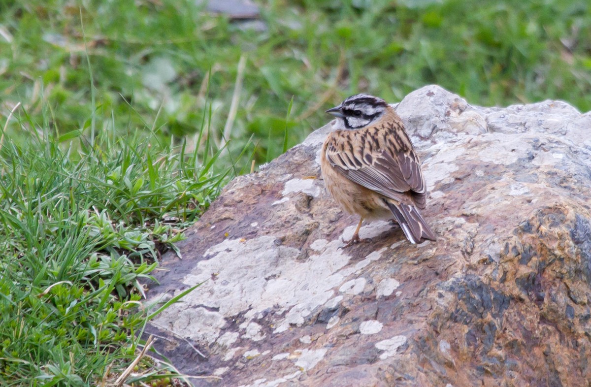 klippespurv - ML646703186