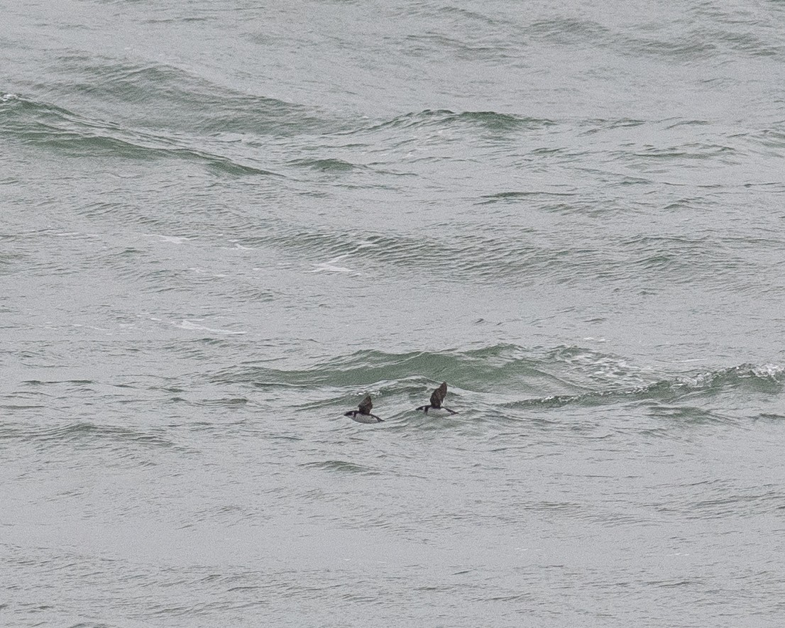 Küçük Alk - ML646703187