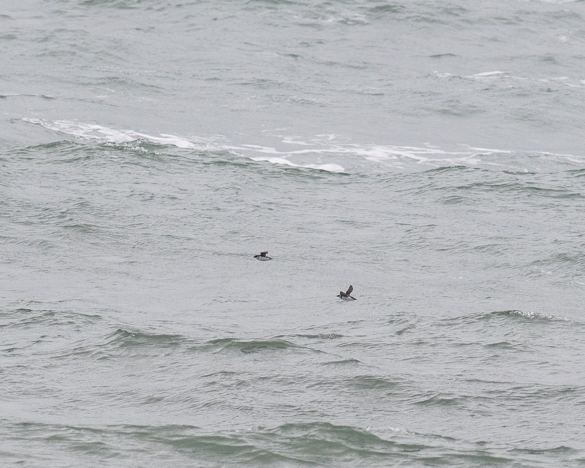 Küçük Alk - ML646703188