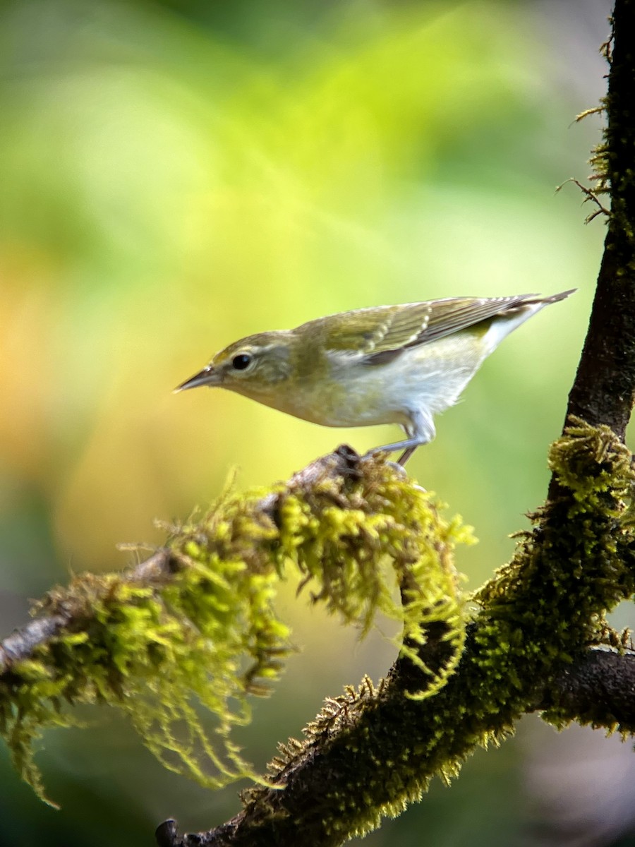 Tennessee Warbler - ML646703191