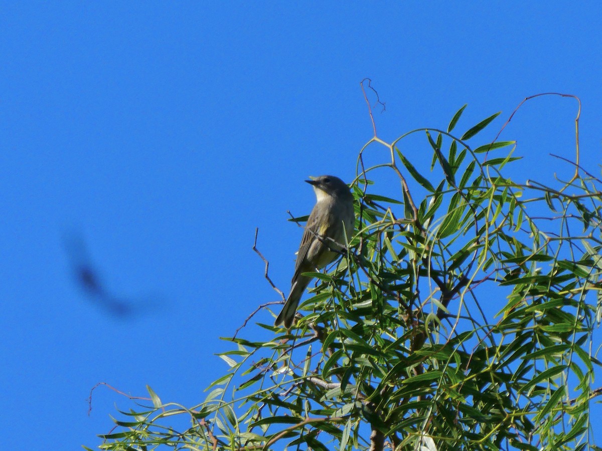 Yellow-rumped Warbler - ML646703193