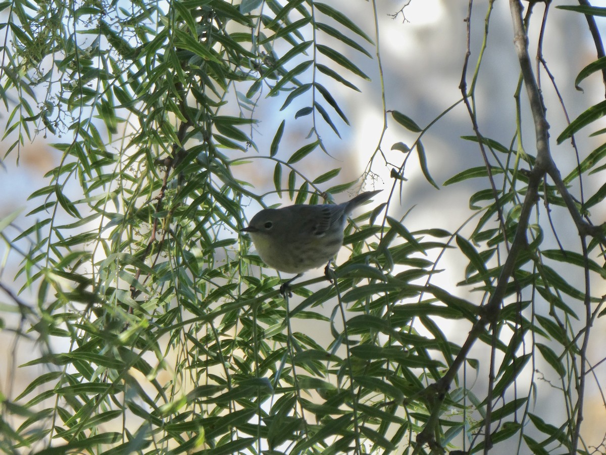 Yellow-rumped Warbler - ML646703194