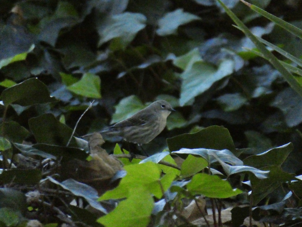 lesňáček žlutoskvrnný - ML646703195