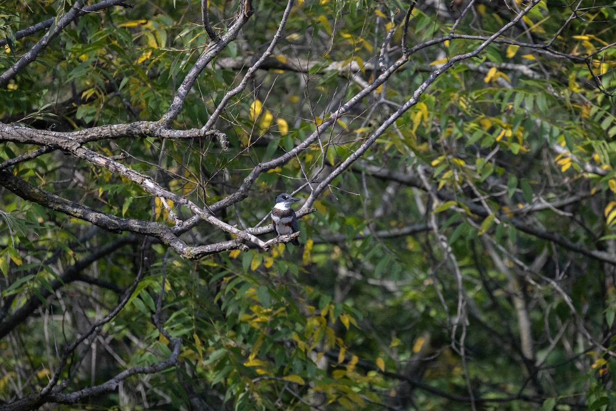 rybařík pruhoprsý - ML646703196