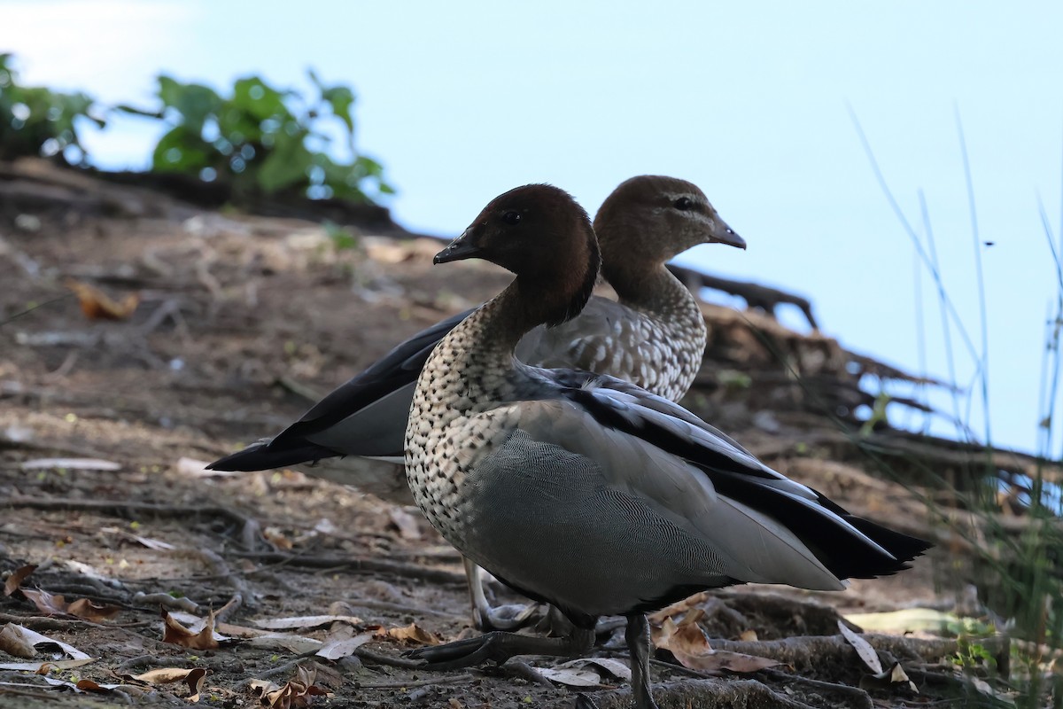 kachnička hřívnatá - ML646703197