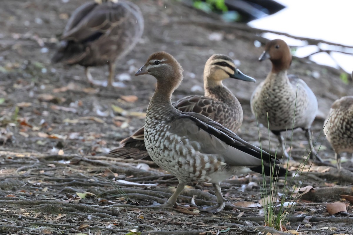 kachnička hřívnatá - ML646703198