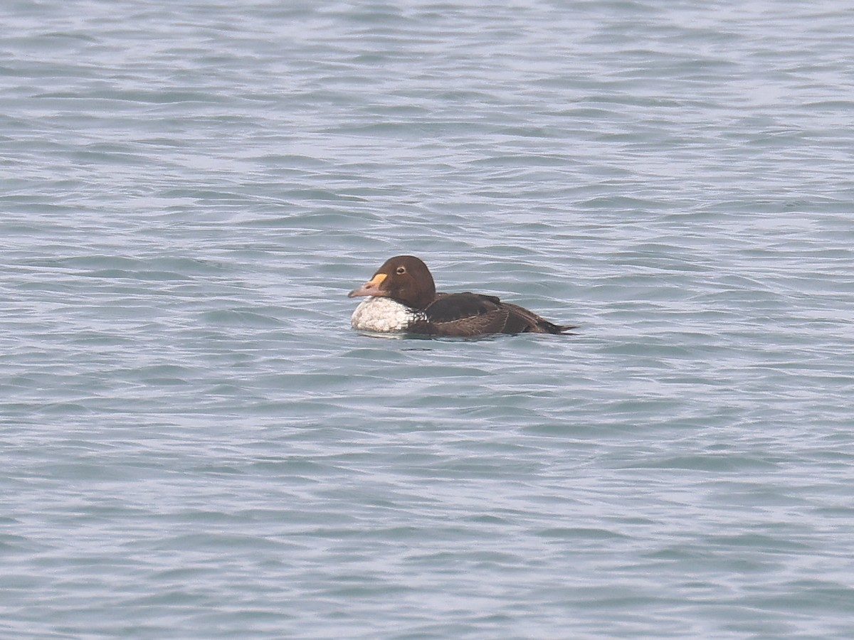 King Eider - ML646703199