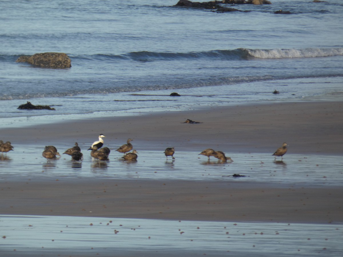 kajka mořská - ML646703200