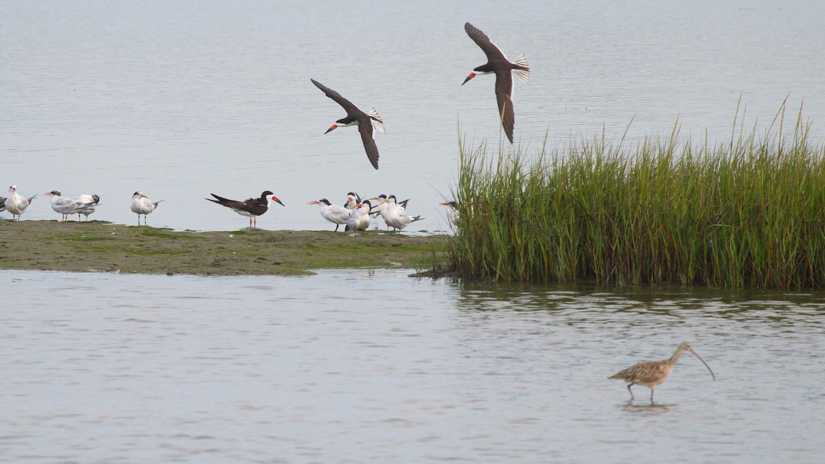 zoboun americký - ML646703202