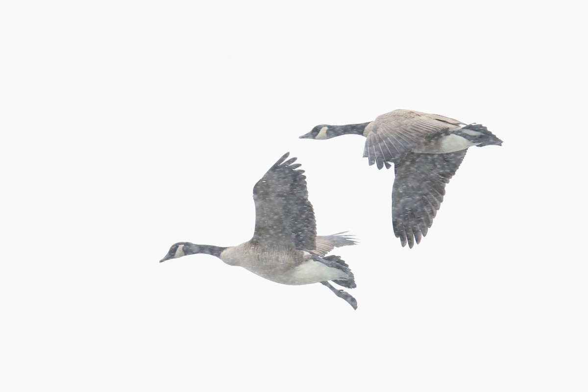 berneška velká - ML646703203