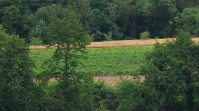 עורב אירופי - ML646703204