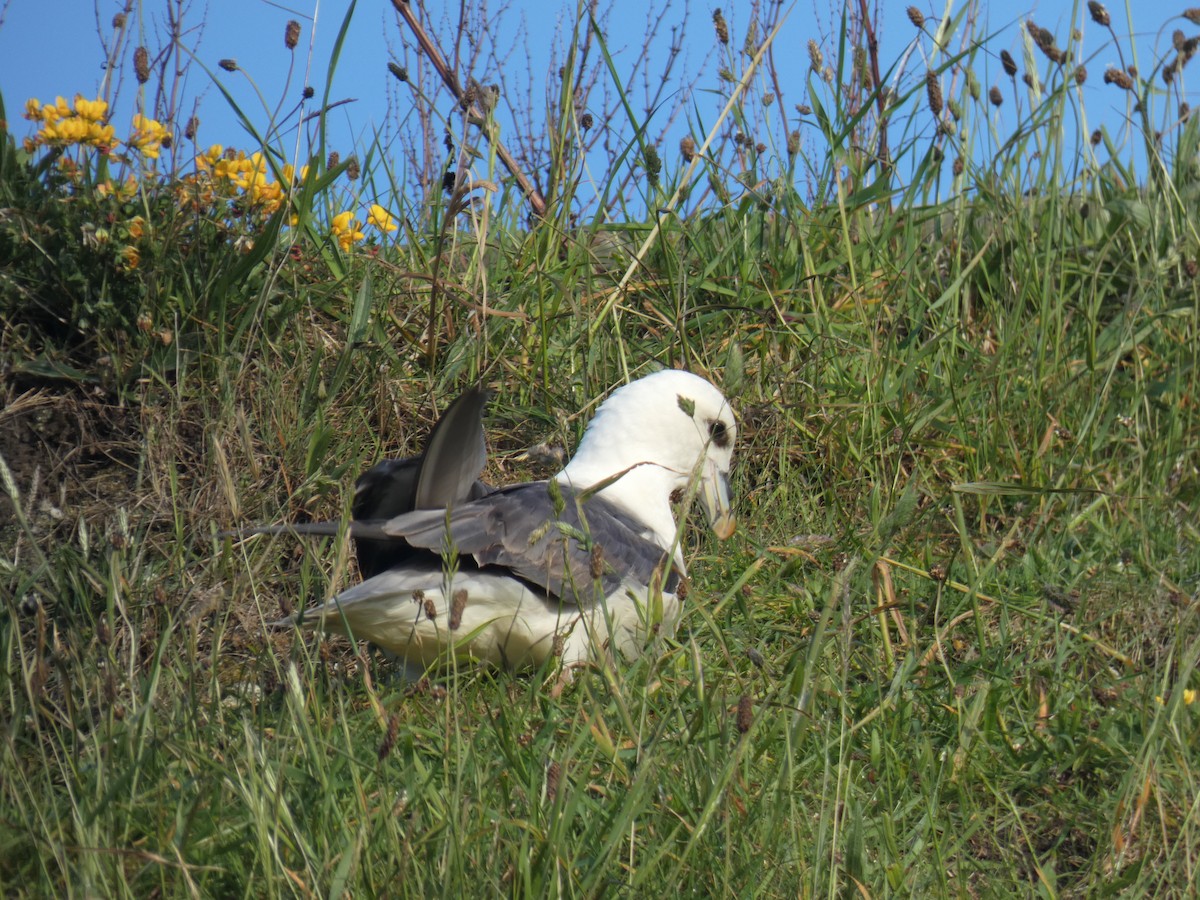 buřňák lední - ML646703205