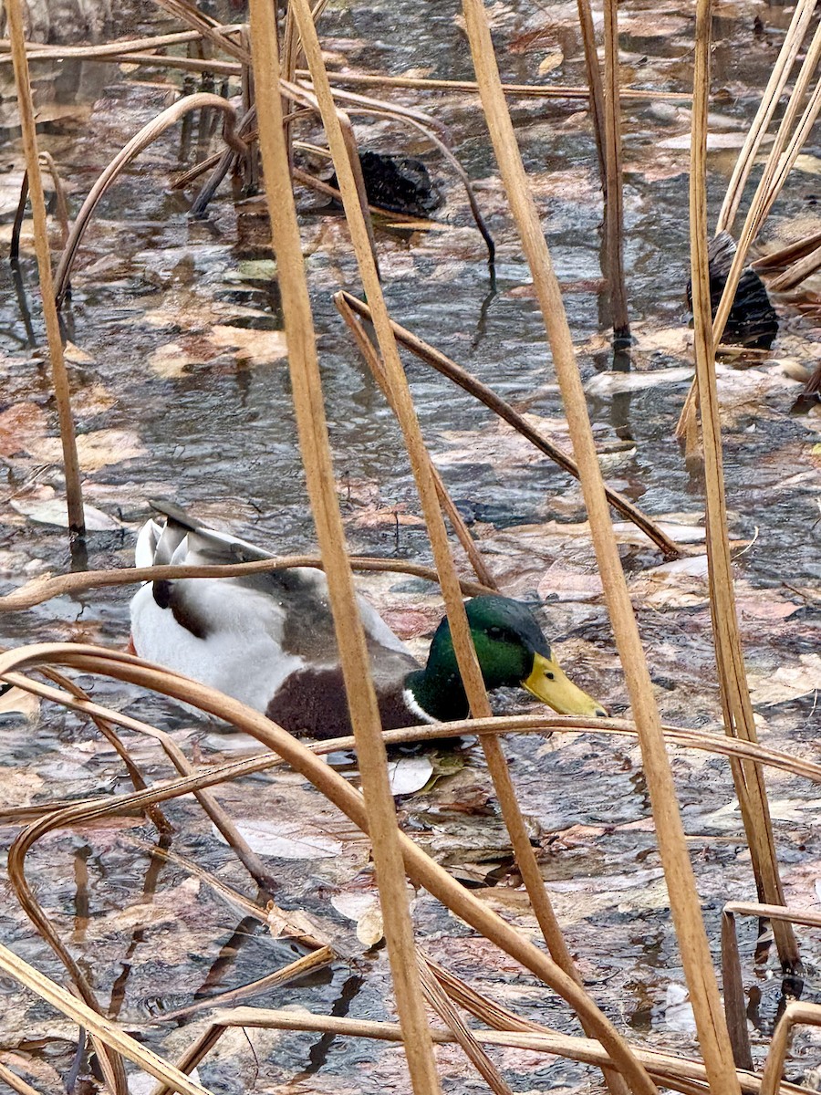 kachna divoká - ML646703206