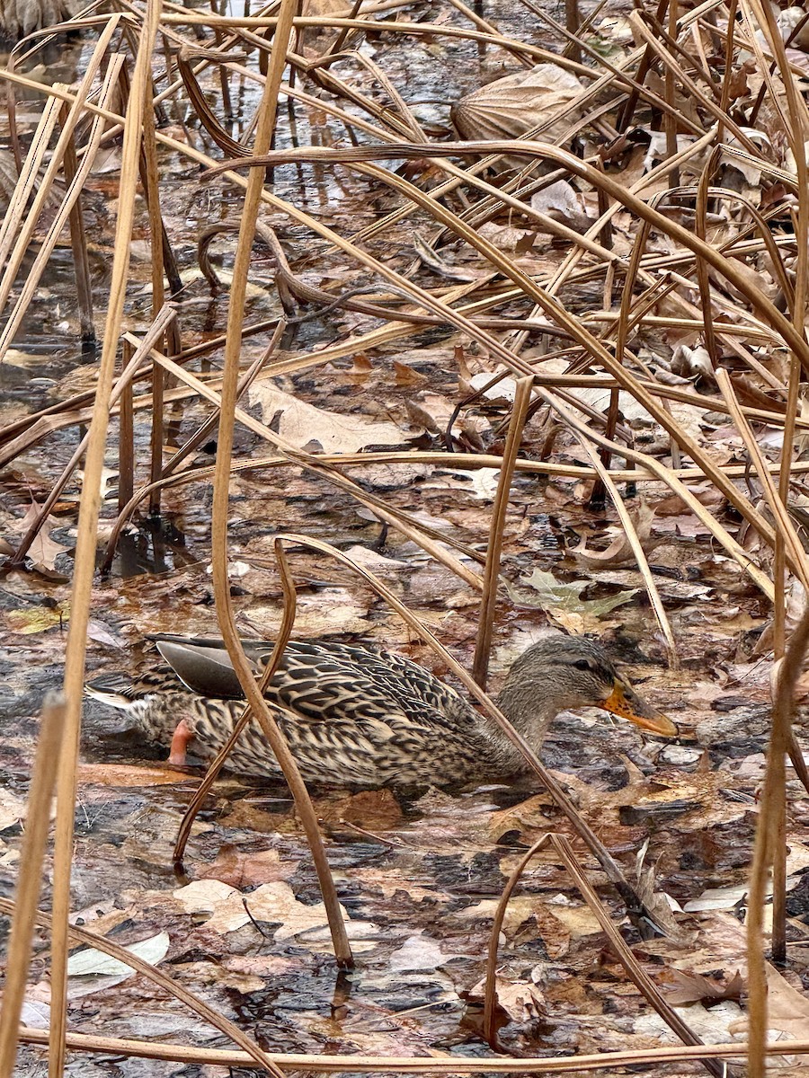 kachna divoká - ML646703207