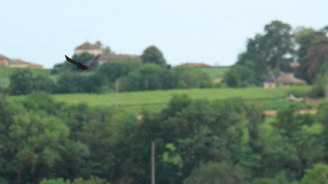 עורב אירופי - ML646703208