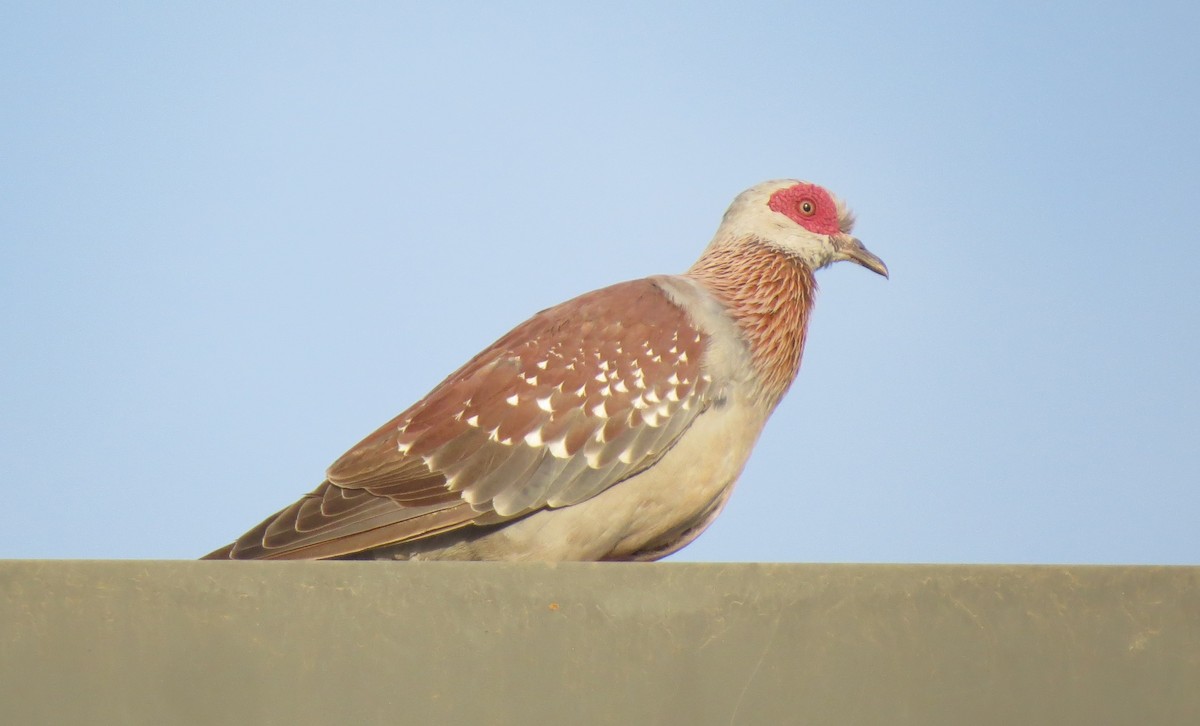 holub skvrnitý - ML646703209