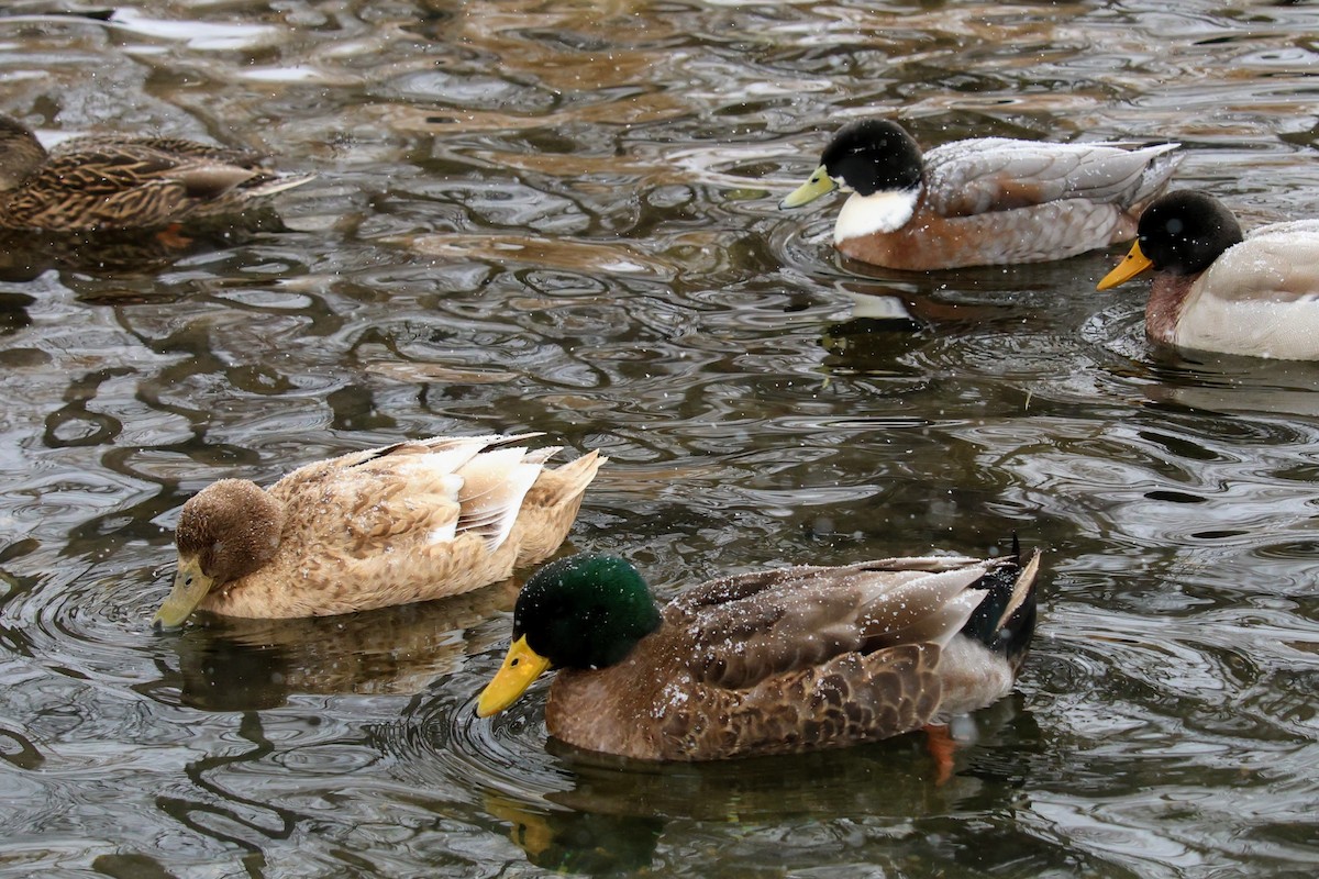 kachna domácí - ML646703210