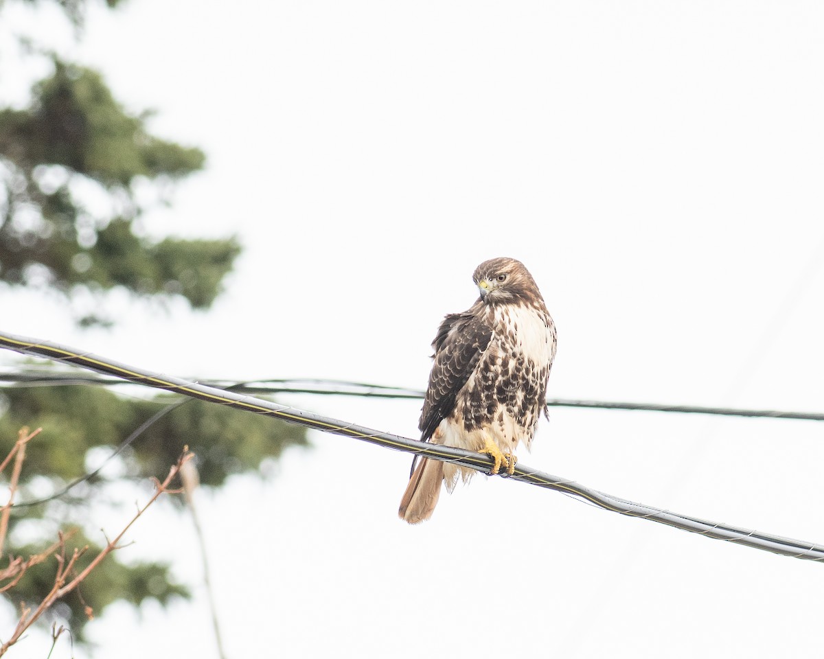 káně rudochvostá - ML646703211