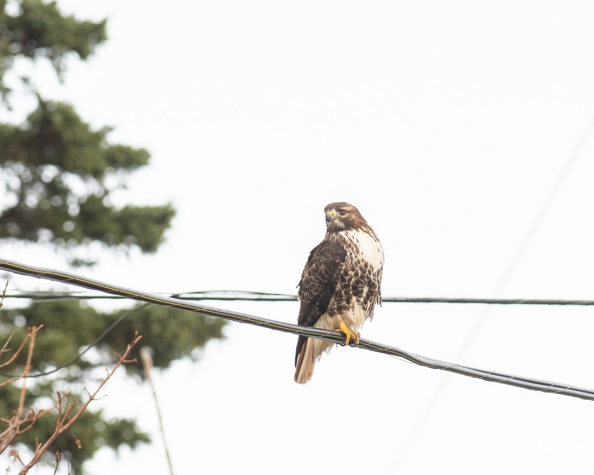 káně rudochvostá - ML646703212