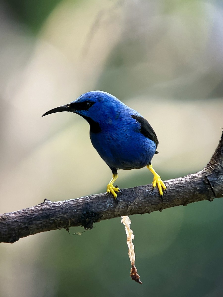 Shining Honeycreeper - ML646703213
