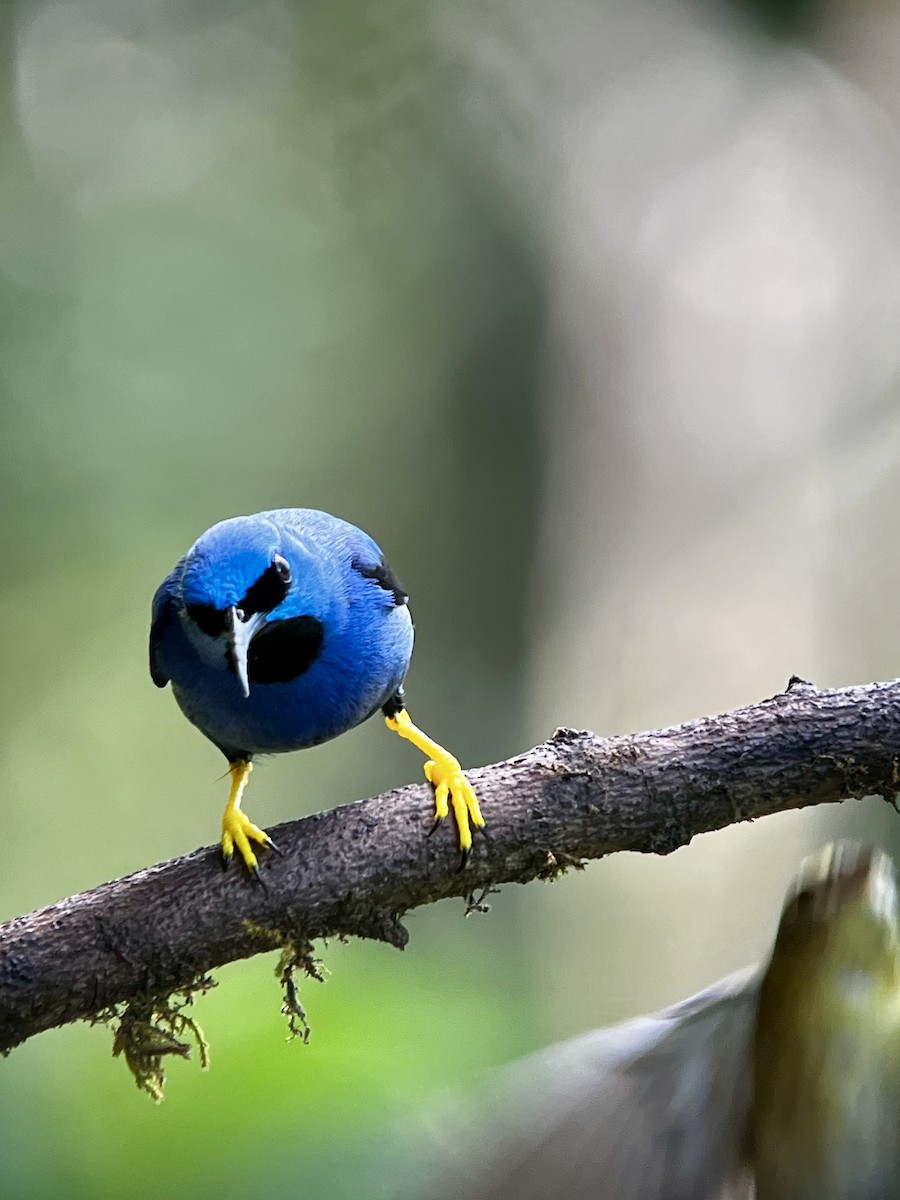 Shining Honeycreeper - ML646703214