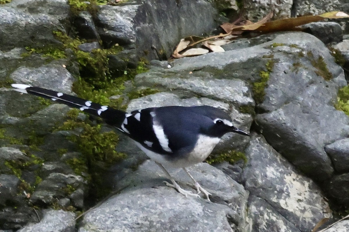 Slaty-backed Forktail - ML646703215