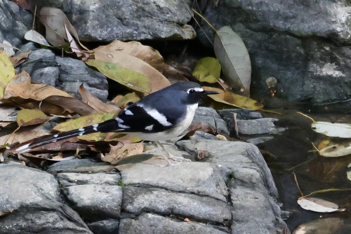 Slaty-backed Forktail - ML646703216