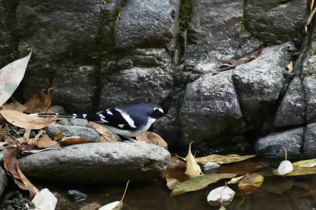 Slaty-backed Forktail - ML646703217