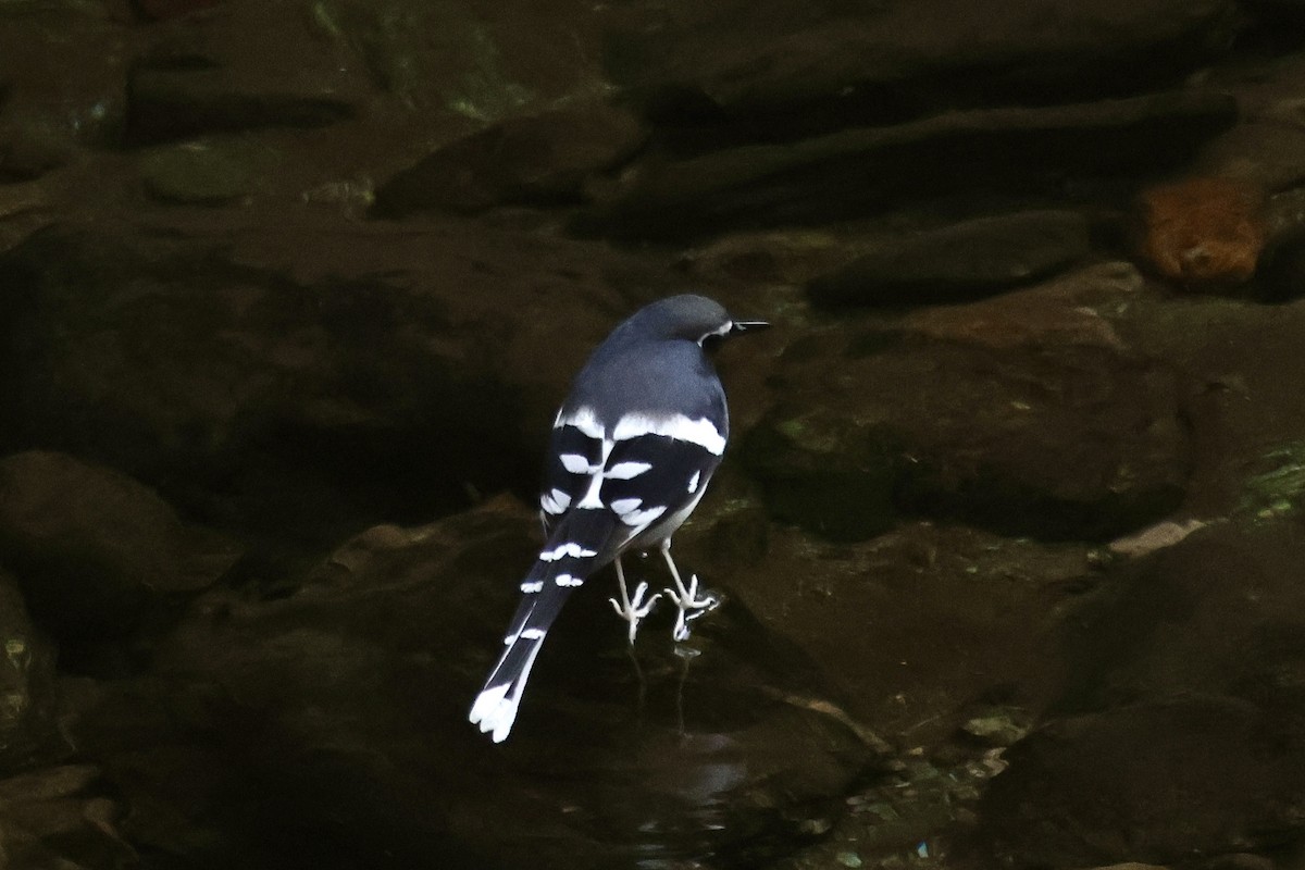 Slaty-backed Forktail - ML646703218