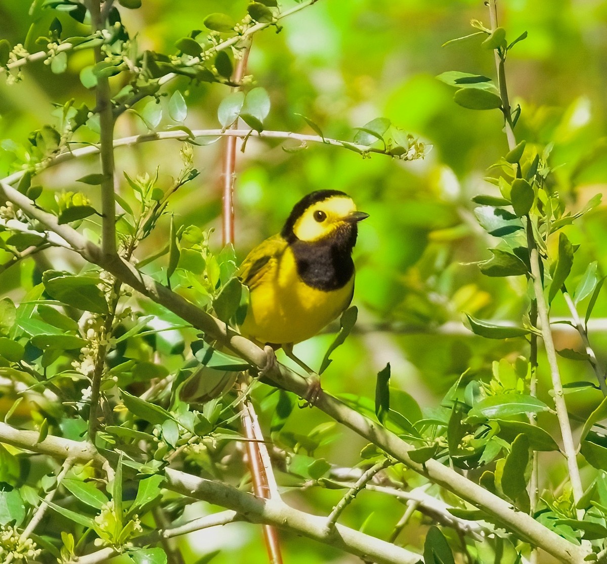 lesňáček kápový - ML646703220