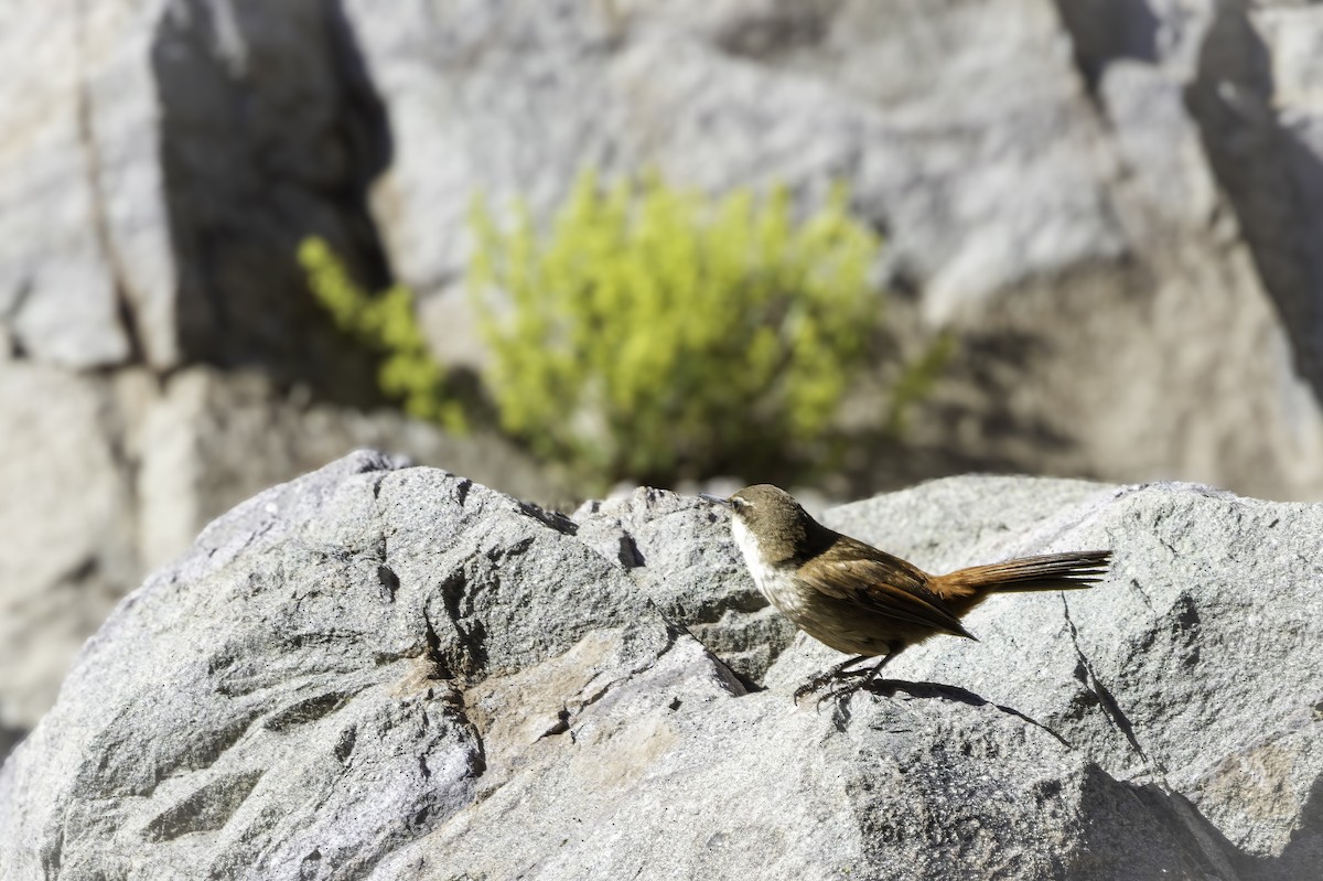 Чернохвостая чилия - ML646703221