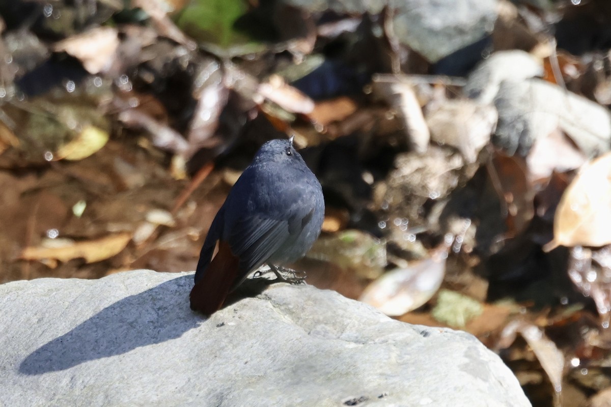 rehek bystřinný - ML646703222