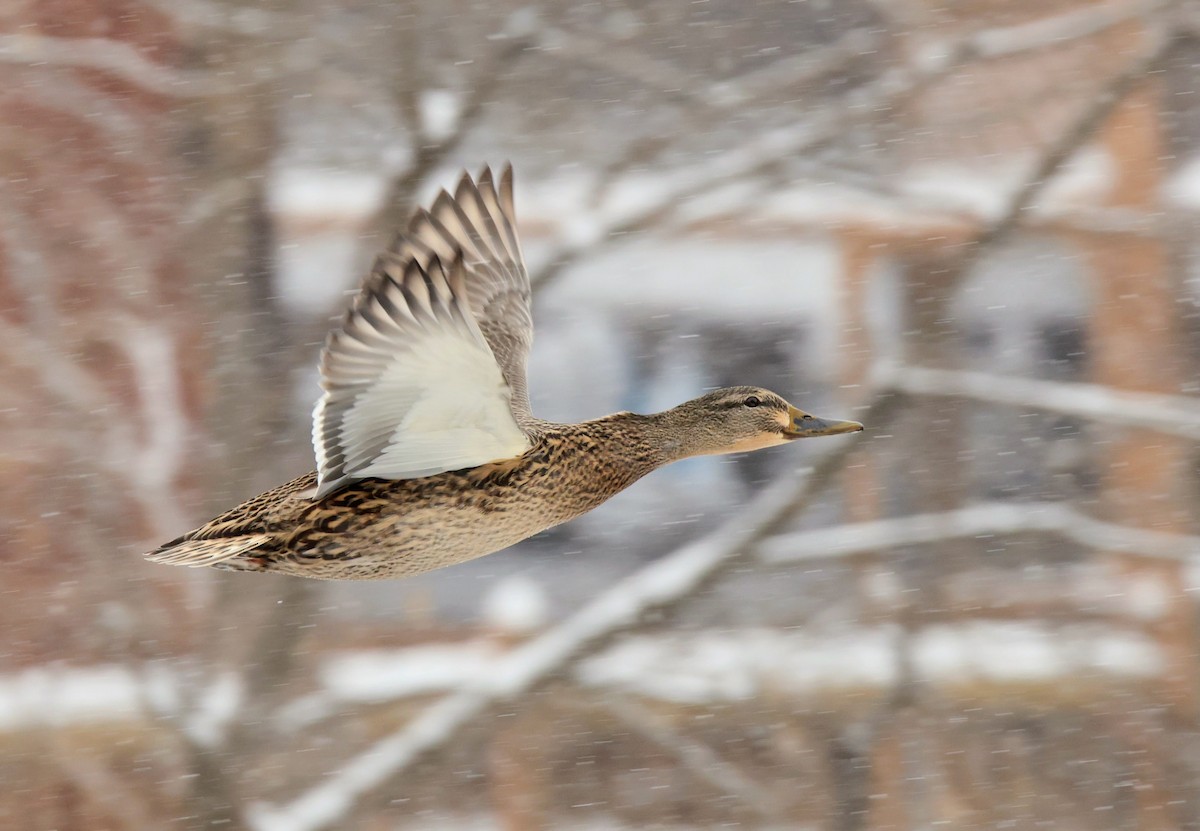 kachna divoká - ML646703223