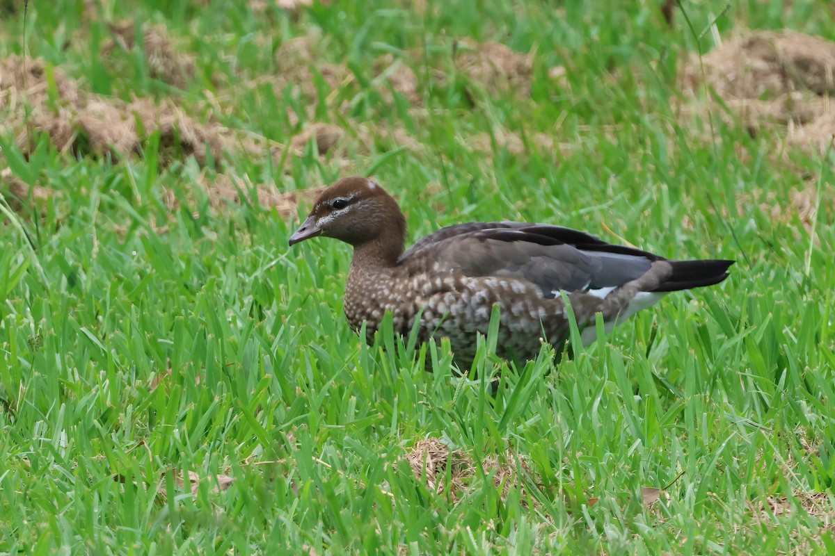 kachnička hřívnatá - ML646703228