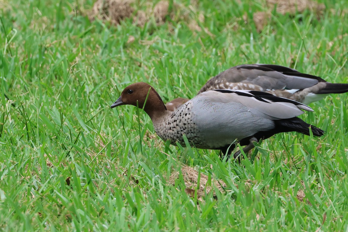 kachnička hřívnatá - ML646703229