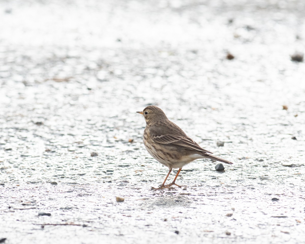 linduška tundrová - ML646703230