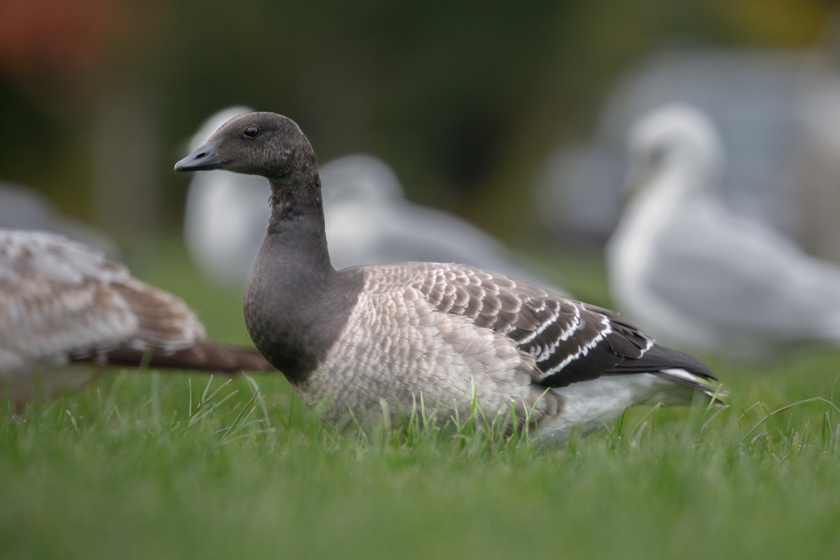 Чёрная казарка - ML646703231