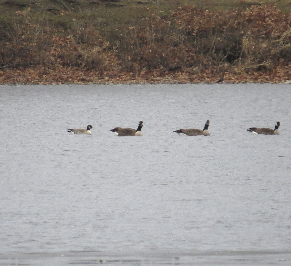 Cackling Goose - ML646703233