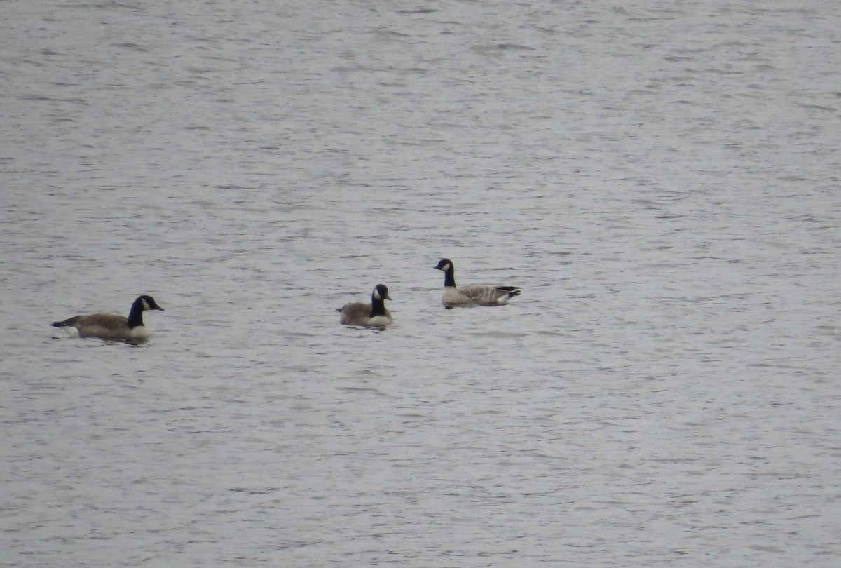 Cackling Goose - ML646703234