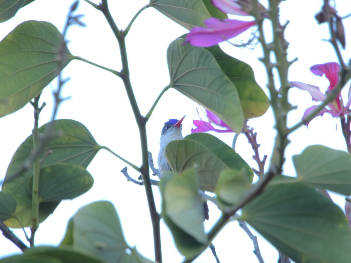 Violet-crowned Hummingbird - ML646703239