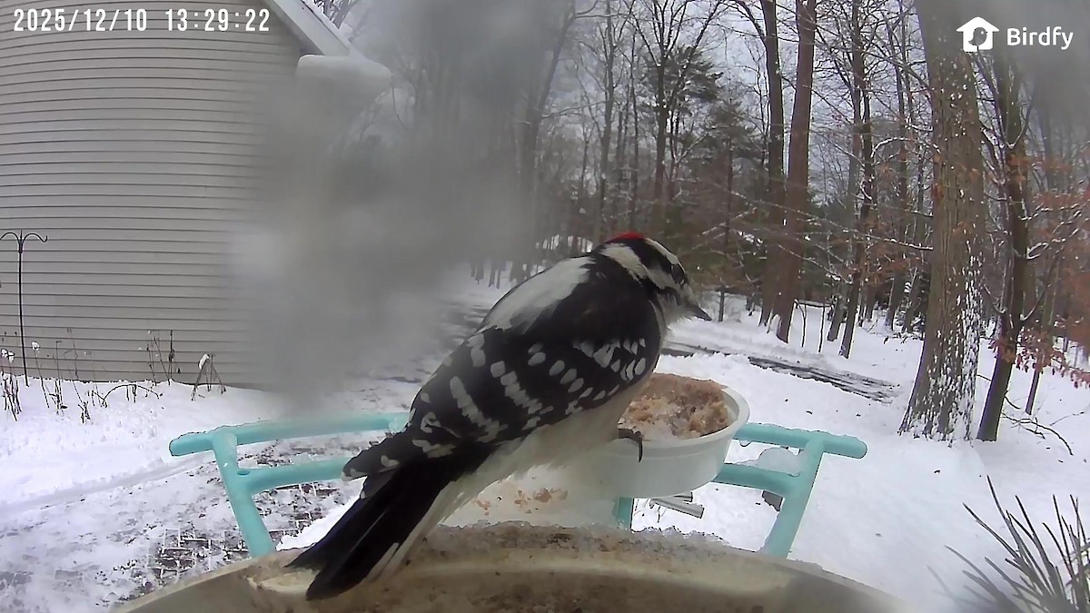 Pico Pubescente - ML646703240