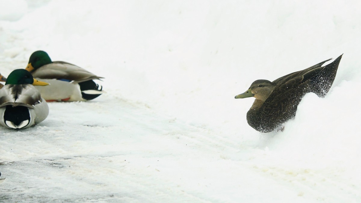 American Black Duck - ML646703241