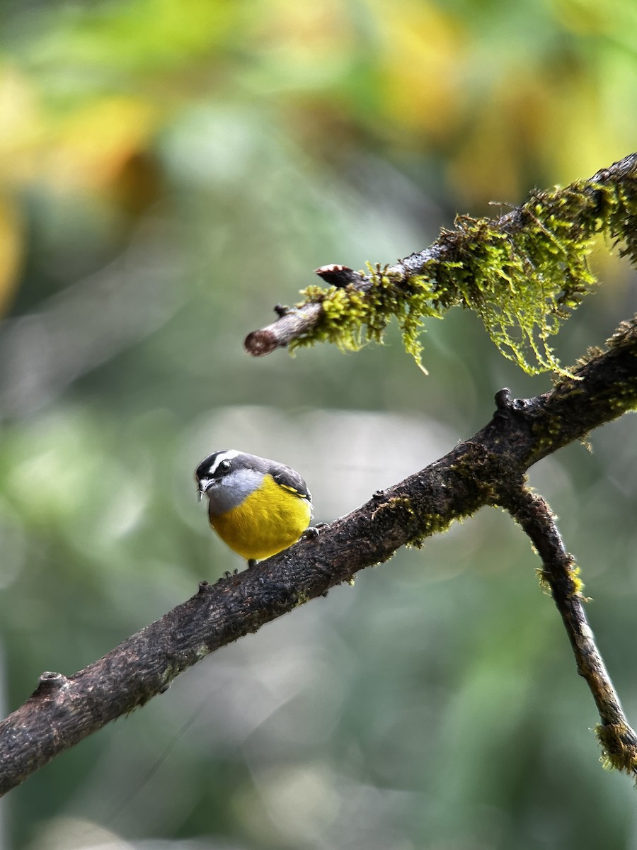 Bananaquit - ML646703242
