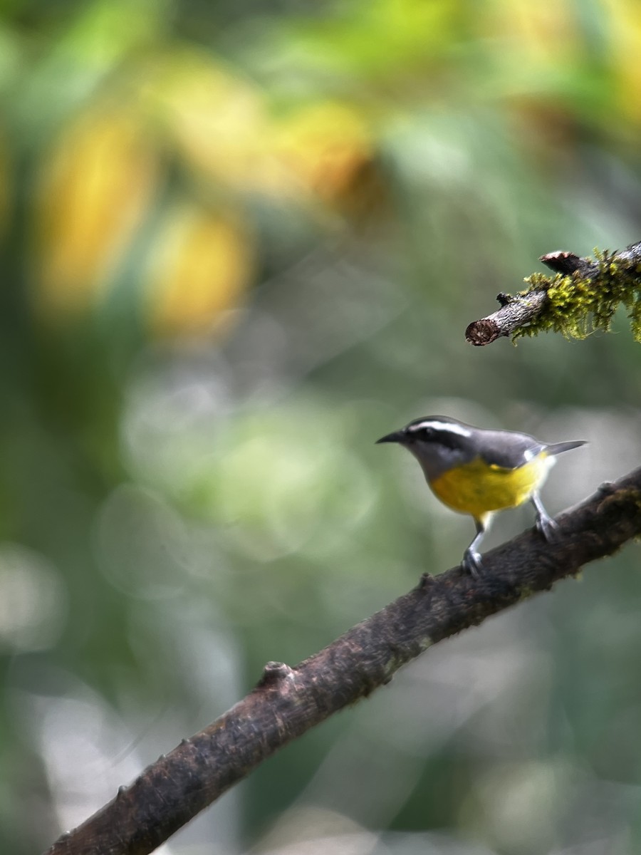 Bananaquit - ML646703243