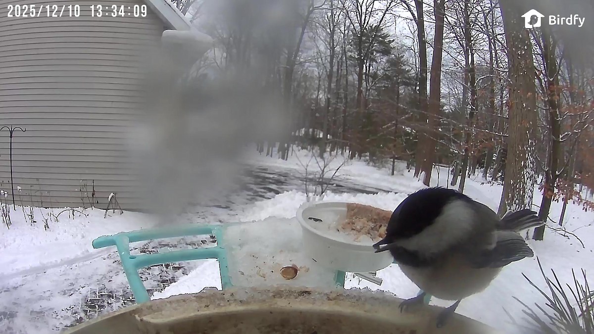 Carbonero Cabecinegro - ML646703244