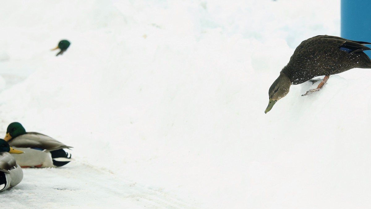 American Black Duck - ML646703247