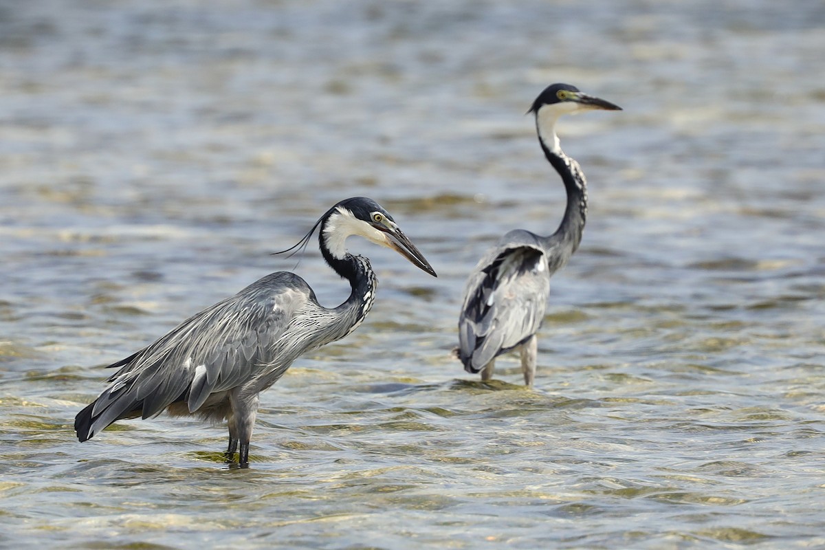 Héron mélanocéphale - ML646703248